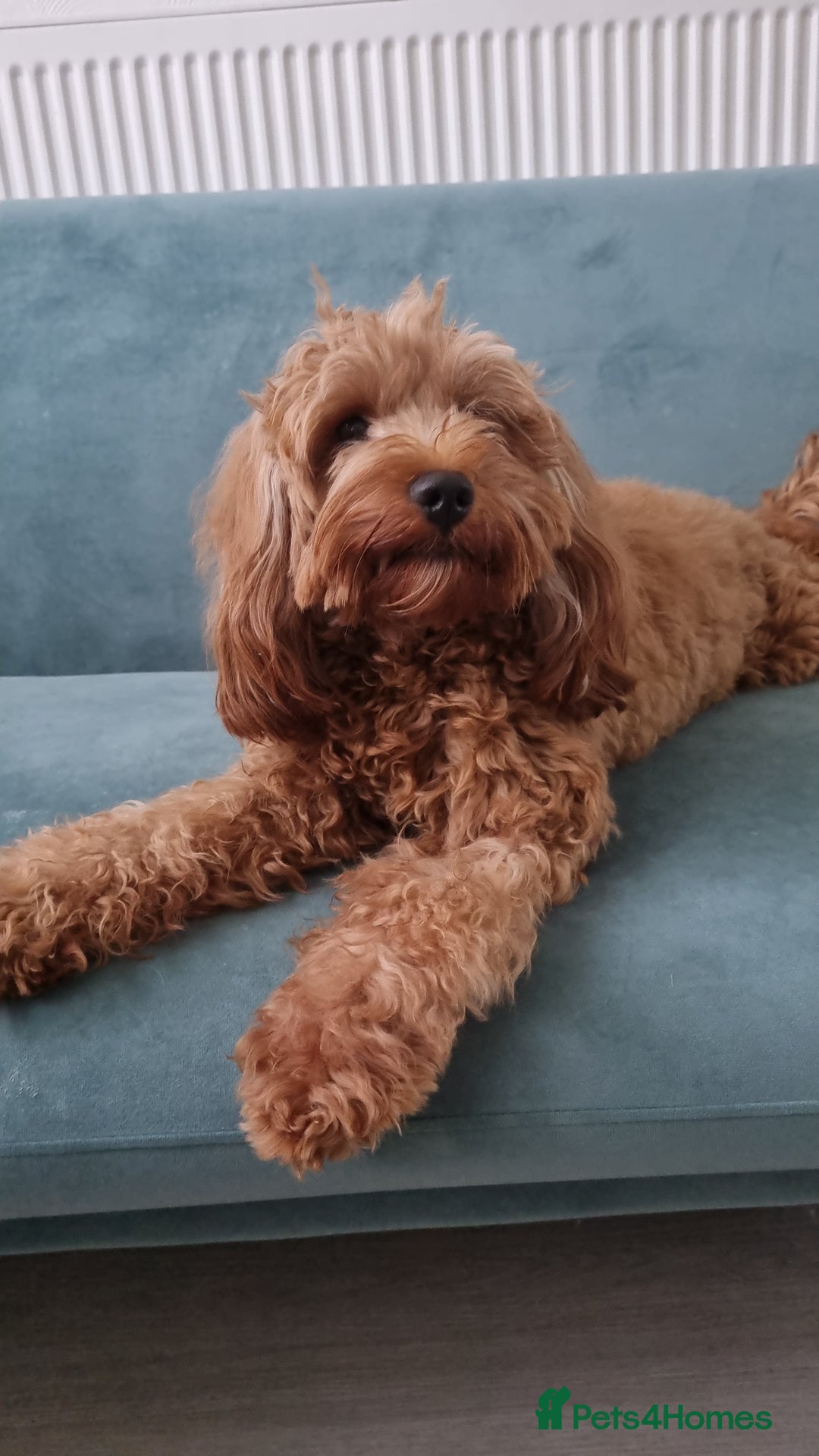 Cavapoo dogs for sale: Male F1 cavapoo almost 4 years old - Image 1