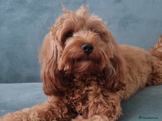 Cavapoo dogs - Advert 15
