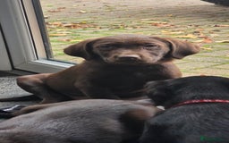 Labrador Retriever dogs for sale: Labrador Puppies Ready for Their Forever Homes🐶💛 - Image 8