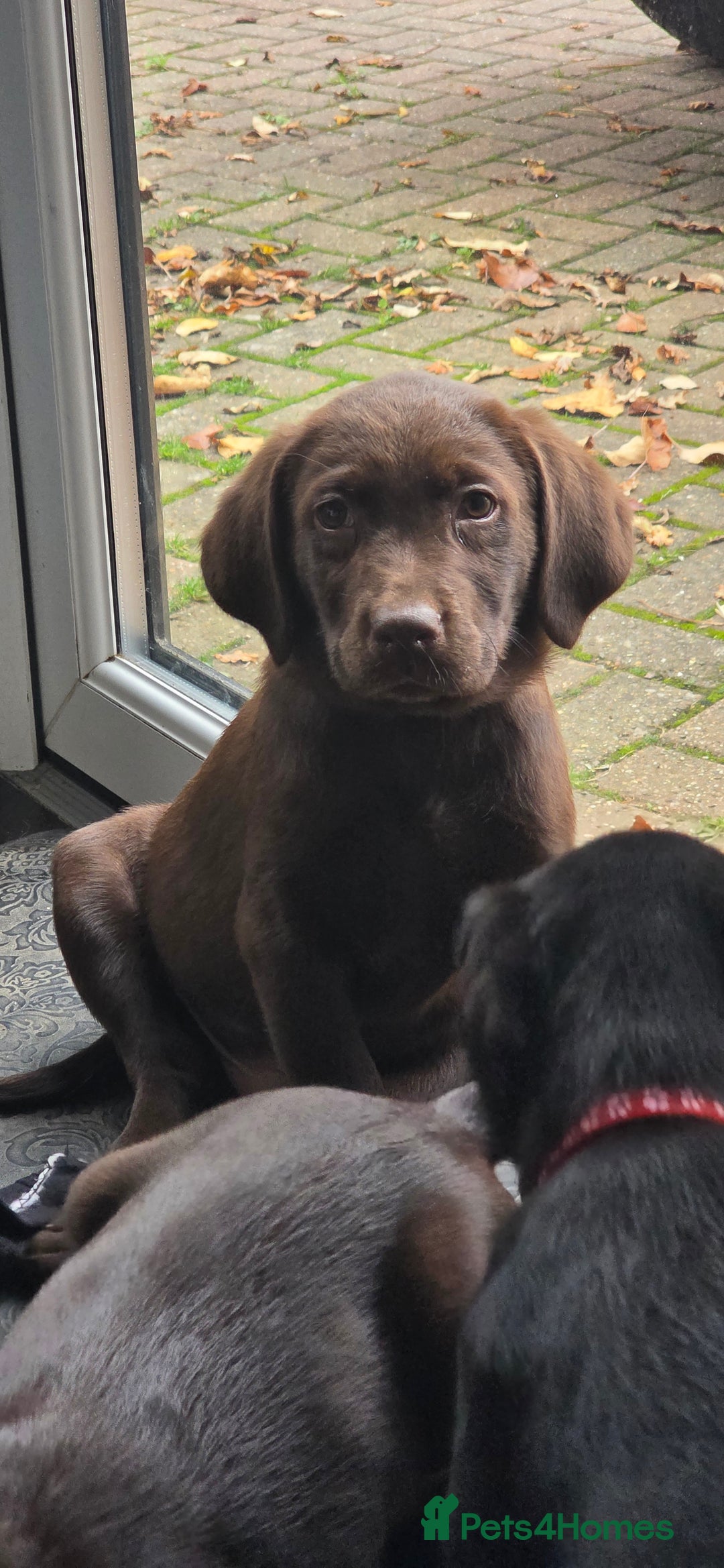 Labrador Retriever dogs for sale: Labrador Puppies Ready for Their Forever Homes🐶💛 - Image 8