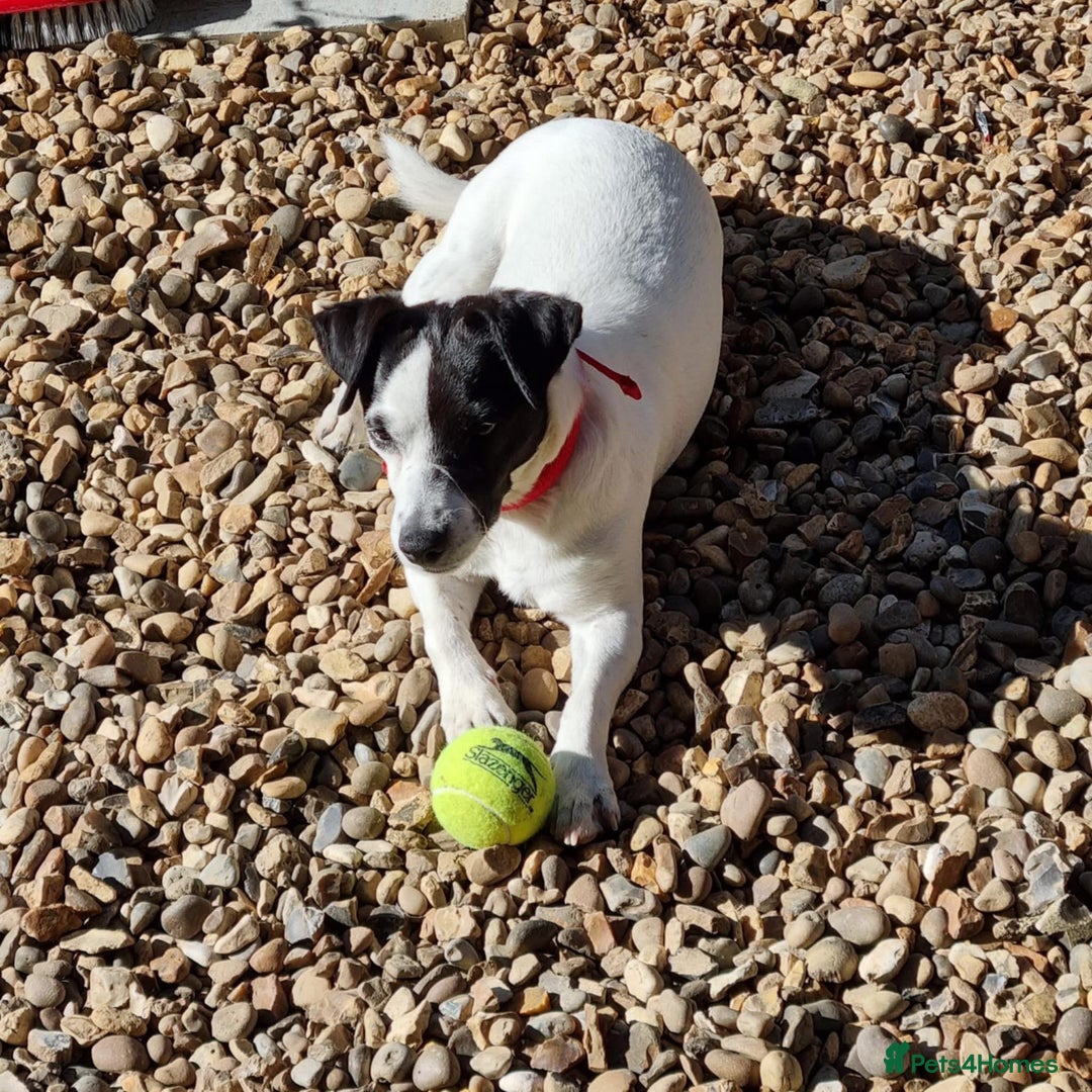 Jack Russell dogs for adoption: Brazen - Fakenham Norfolk  - Image 2