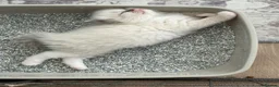 Ragdoll cats for sale: 7 Stunning Baby Ragdolls - Advert 11