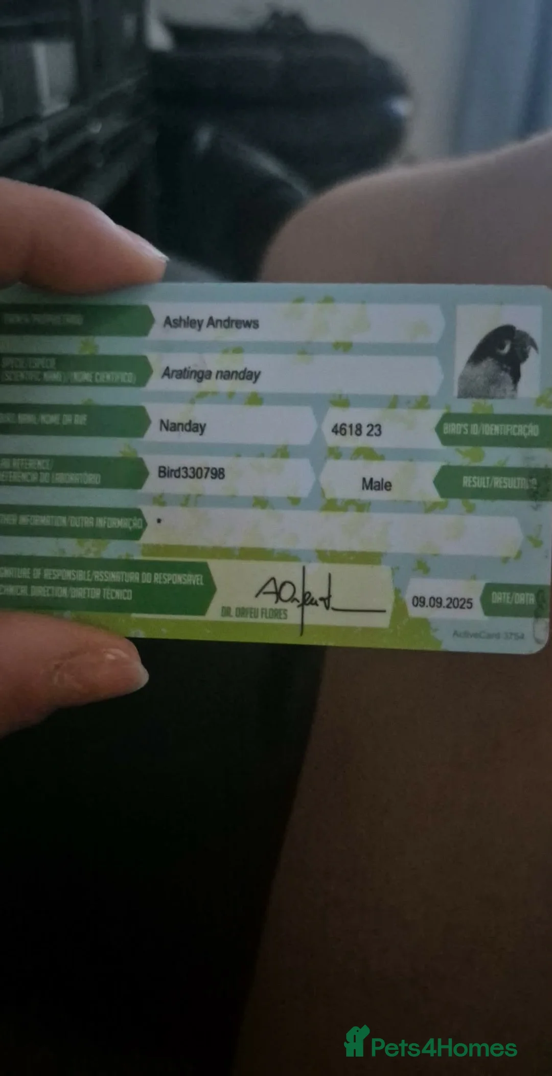 Conures birds for sale: Ozzy  - Advert 2