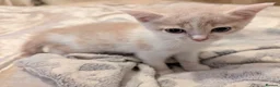Mixed Breed cats for sale: Rainbow litter of - part BSH - Advert 18