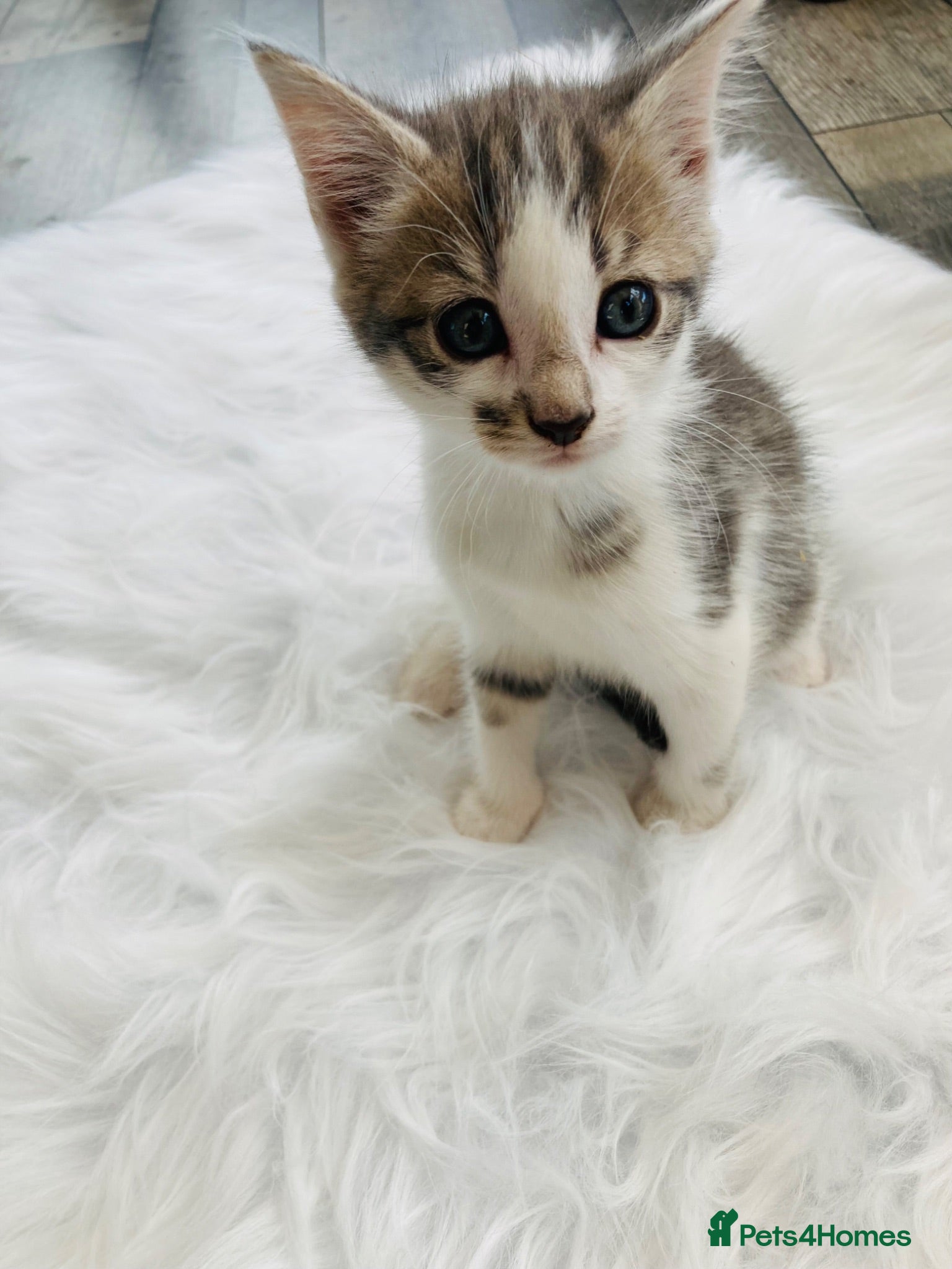 Mixed Breed cats Turkish Angora mix kittens - Advert 12