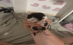 Domestic Shorthair cats for sale: Kittens for sale  - Image 13