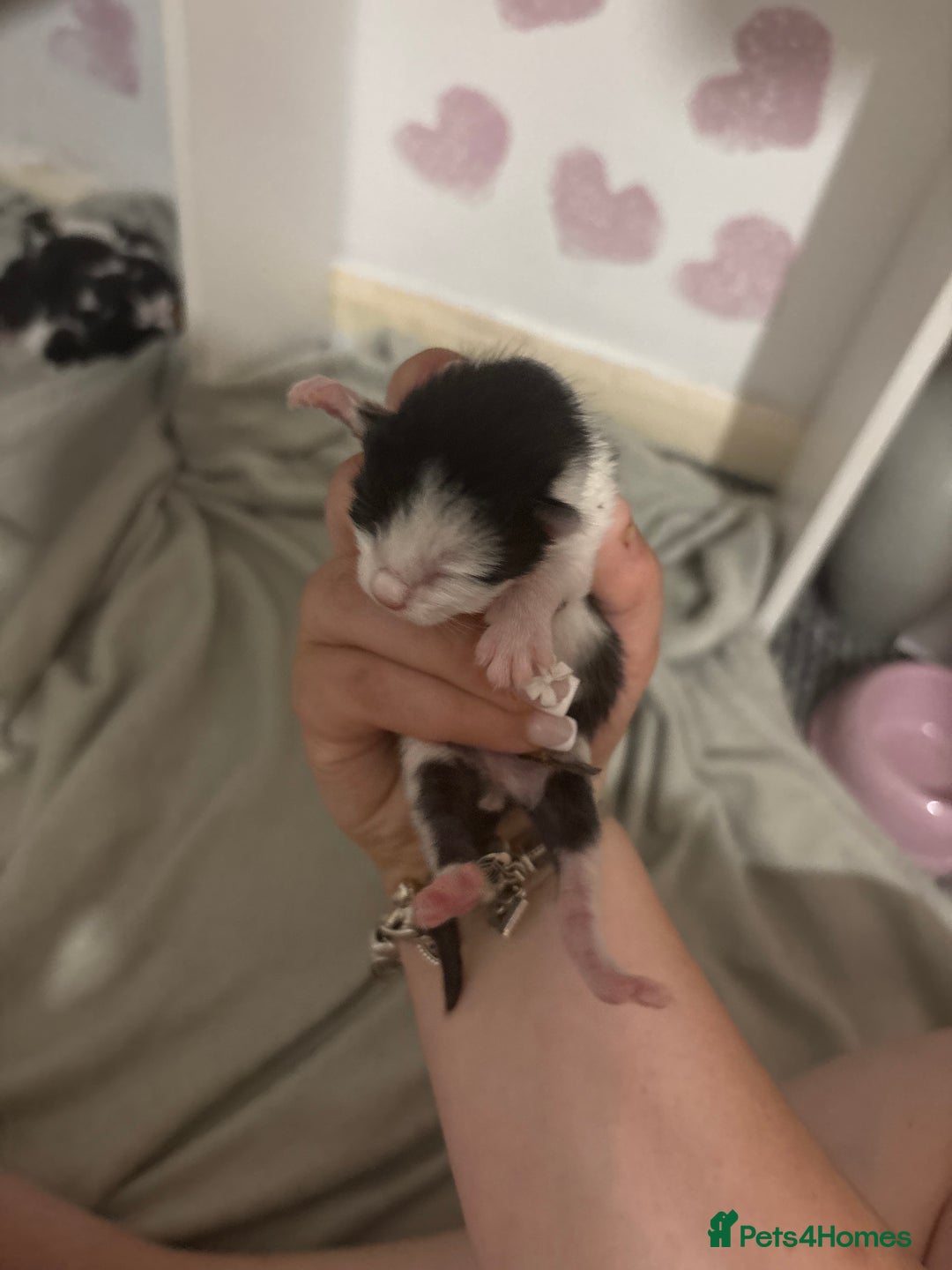 Domestic Shorthair cats for sale: Kittens for sale  - Image 13