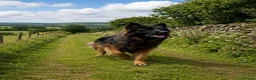 German Shepherd dogs for stud: Standing at Stud in Spalding - Advert 7