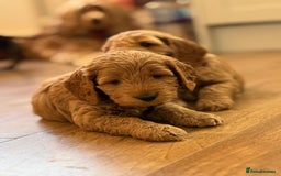 Cockapoo dogs for sale: *Adorable Gold & Red Puppies availble* - Advert 3