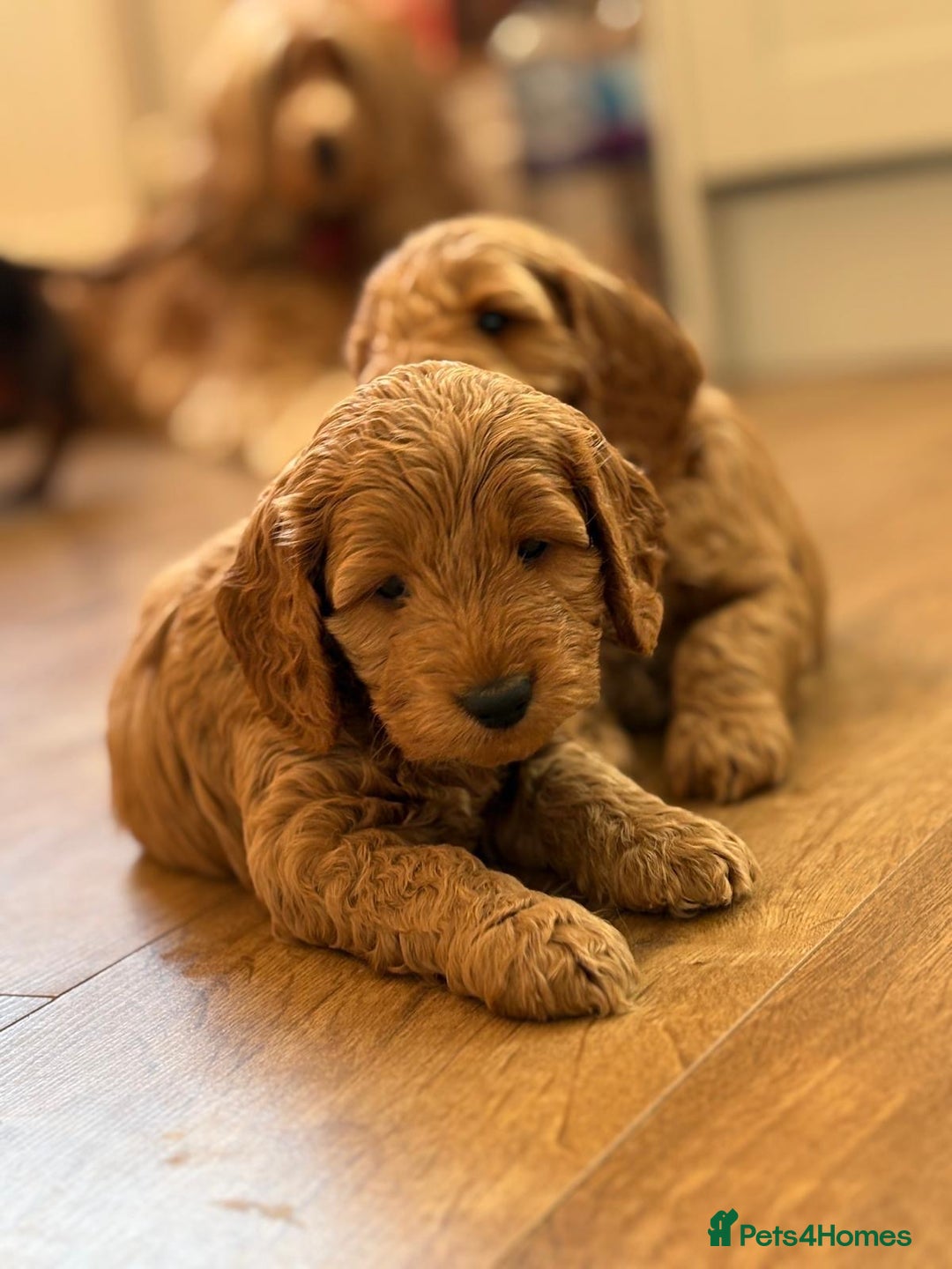Cockapoo dogs for sale: *Adorable Gold & Red Puppies availble* - Advert 3