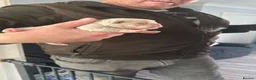 French Bulldog dogs for sale: Pink and tan carrying fluffy French bulldog in Wakefield - Advert 4
