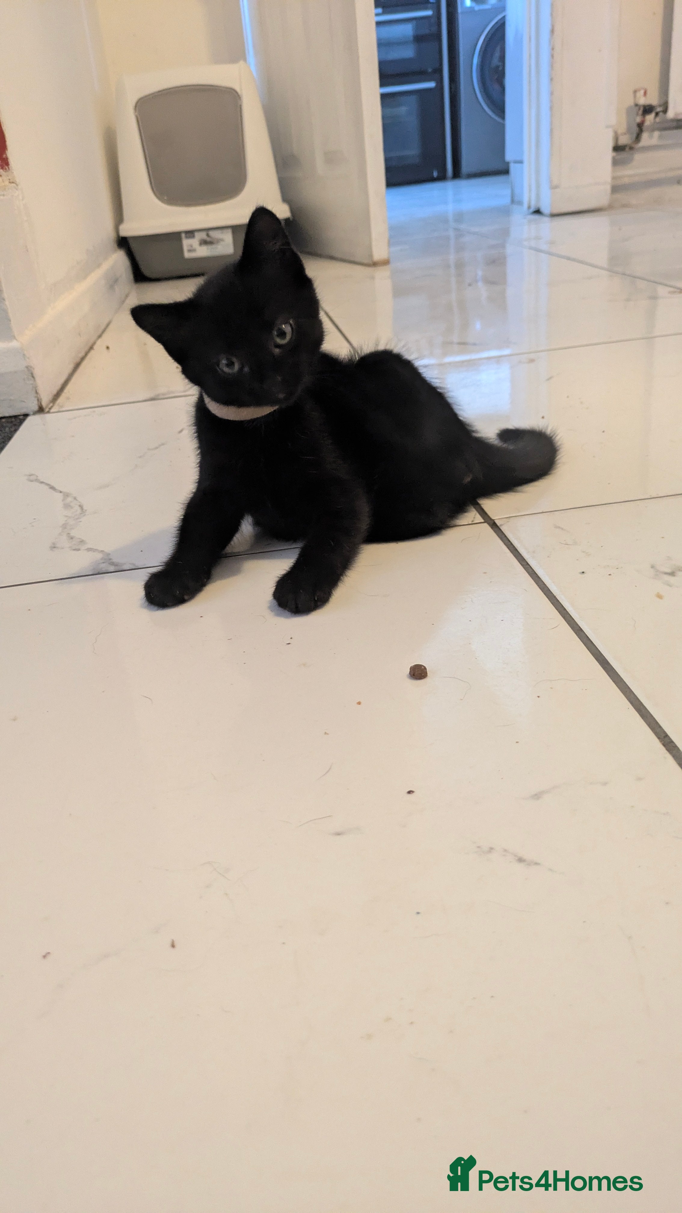 Mixed Breed cats for sale: 9 week old Black/brown tabby kittens - Advert 5