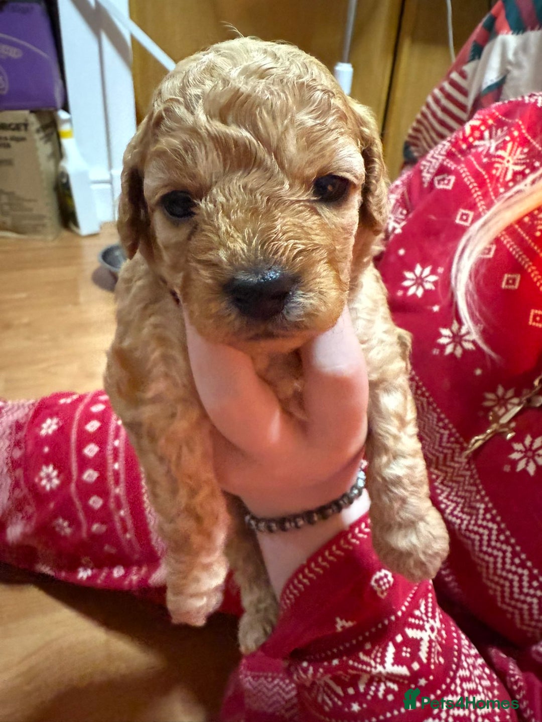 Cavapoo dogs for sale: Delightful Cavapoo puppies - Advert 1