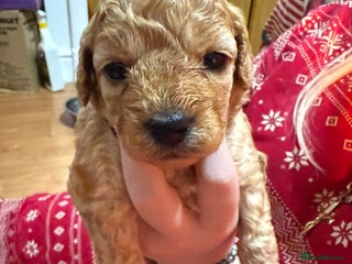 Cavapoo dogs Delightful Cavapoo puppies - Advert 2