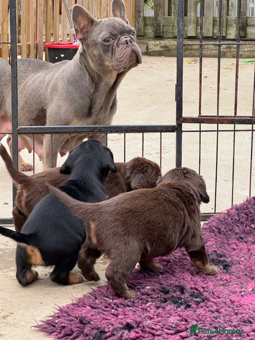 Mixed Breed dogs for sale: French Bulldog x Springer Spaniel pups ready 15Oct - Image 15