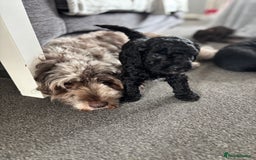 Cockapoo dogs for sale: 6 Cockapoo F1B *5 weeks old* - Image 10