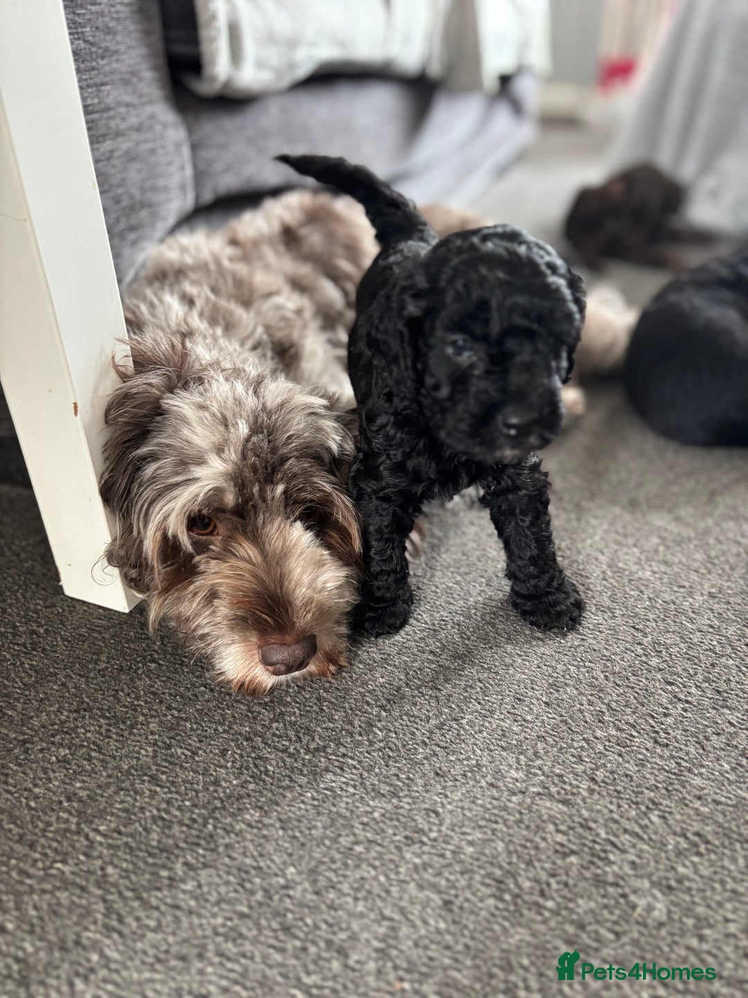 Cockapoo dogs for sale: 6 Cockapoo F1B *5 weeks old* - Image 10