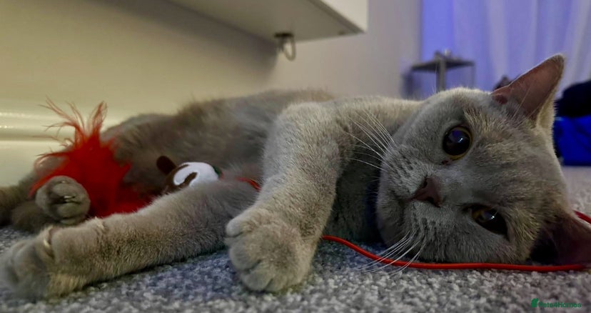 British Shorthair cats LILAC BRITISH SHORTHAIR FEMALE!!! 🐾🐾😻😻 - Advert 18