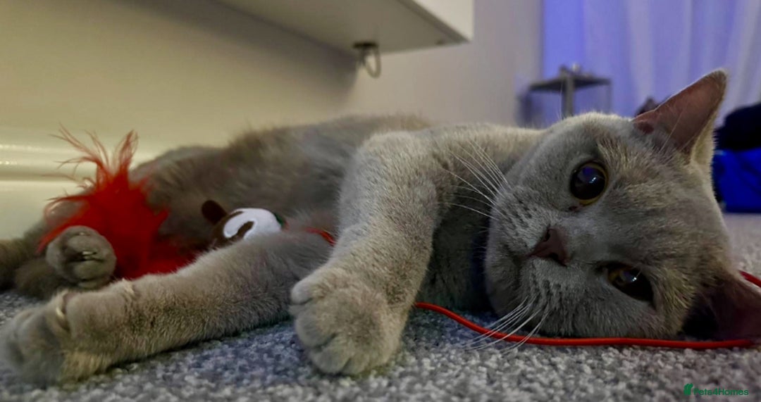 British Shorthair cats for sale: LILAC BRITISH SHORTHAIR FEMALE!!! 🐾🐾😻😻 - Advert 1