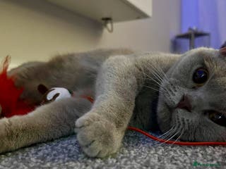 British Shorthair cats LILAC BRITISH SHORTHAIR FEMALE!!! 🐾🐾😻😻 - Advert 4