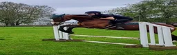 English Thoroughbred horses for sale: 15.1 bay mare tb  - Advert 5