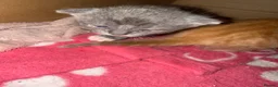 Mixed Breed cats for sale: Stunning litter off fur babies  - Advert 3