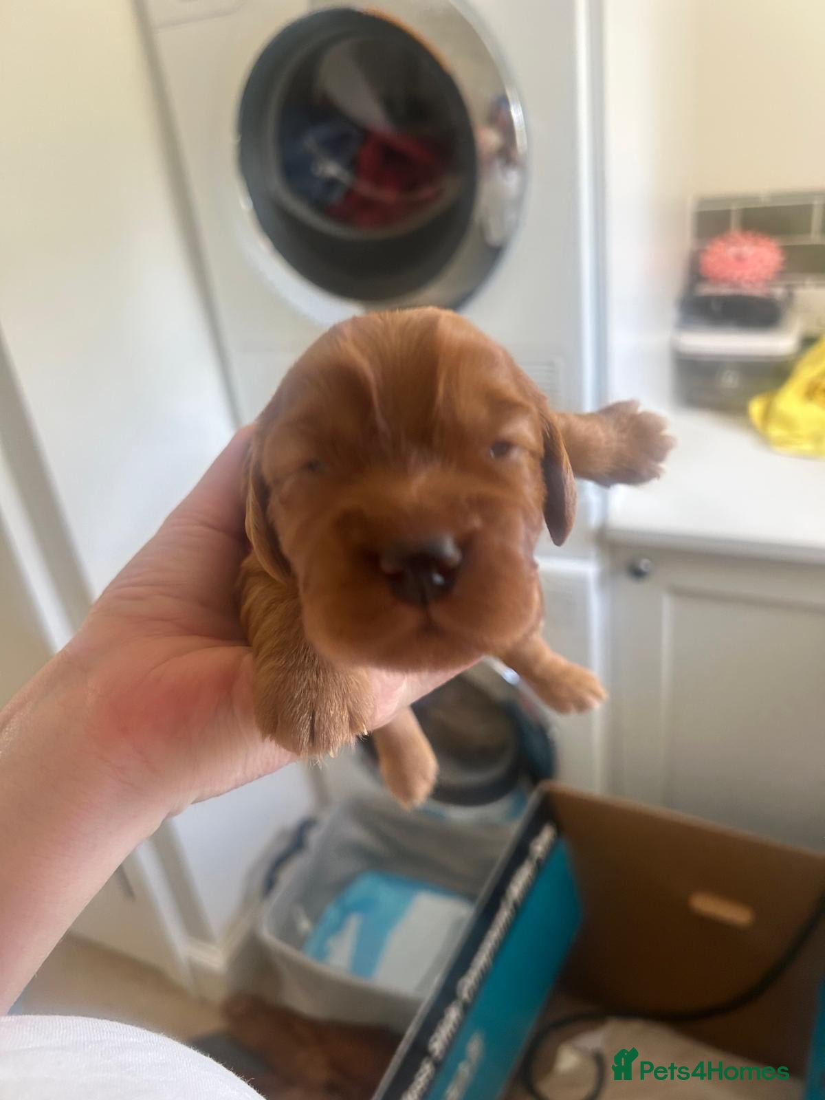 Cocker Spaniel dogs Red Working Cocker Spaniels - Advert 1