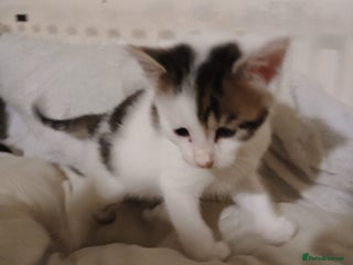 Bengal cats - Advert 3