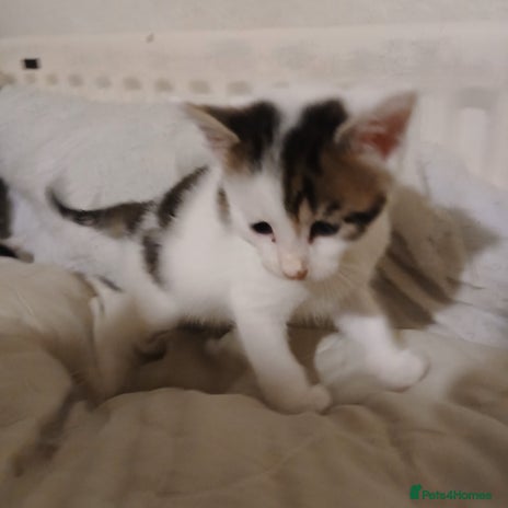 Bengal cats - Advert 14