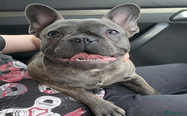 French Bulldog dogs French bulldog puppies - Advert 10