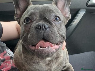 French Bulldog dogs French bulldog puppies - Advert 17