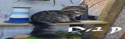 Maine Coon cats for sale: Beautiful Maine Coon Boy - Advert 17