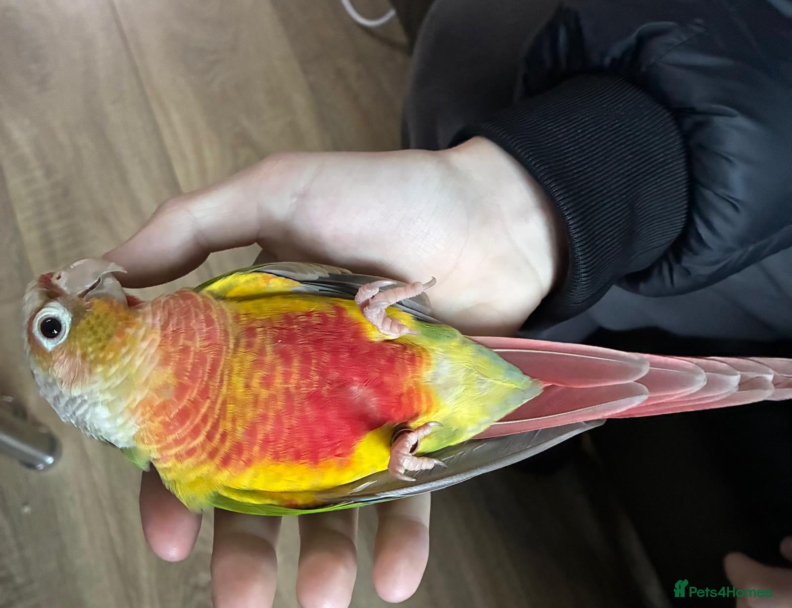 Conures birds High red pineapple green cheeked conure  - Advert 3