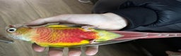 Conures birds for sale: High red pineapple green cheeked conure  - Advert 1