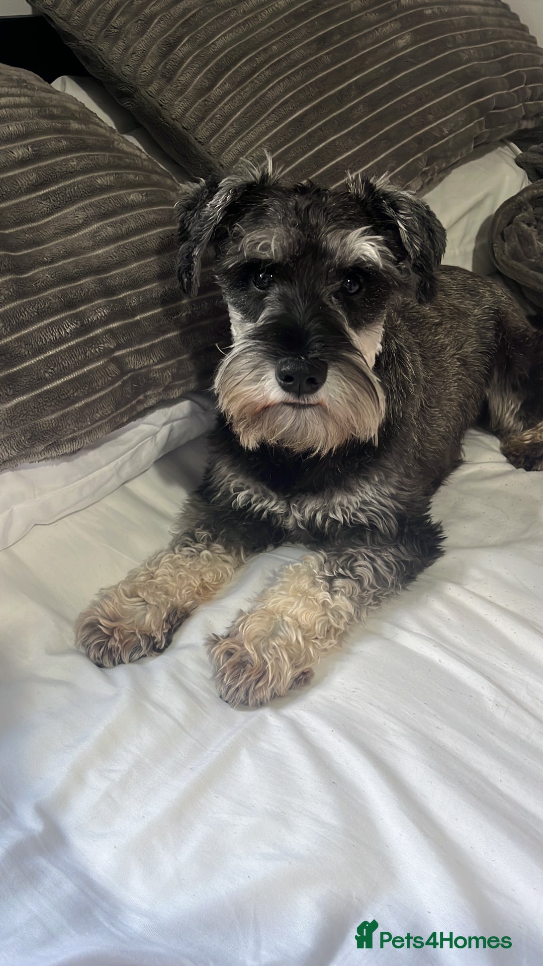 Miniature Schnauzer dogs for stud: Beautiful miniature schnauzer  - Advert 3