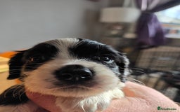 Cockalier dogs for sale: working cocker spaniel  - Image 9