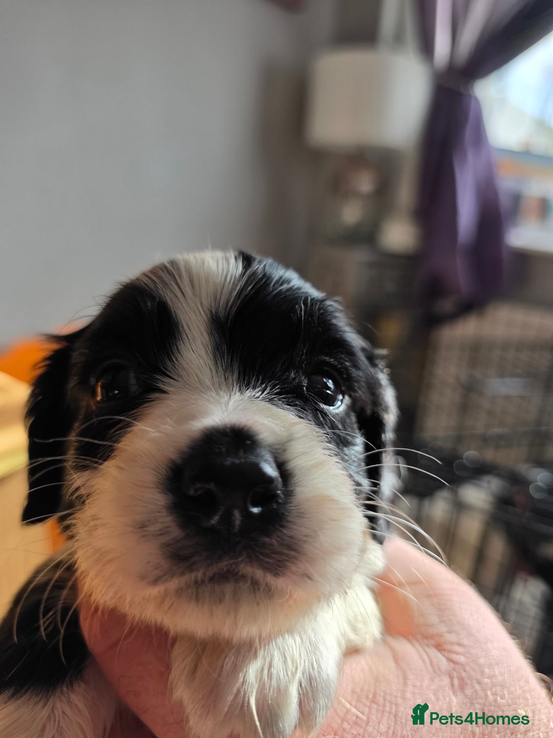 Cockalier dogs for sale: working cocker spaniel  - Image 9