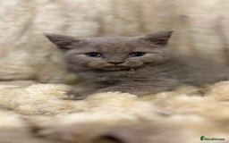 British Shorthair cats for sale: GCCF Registered 5 Generation British Shorthair - Image 6
