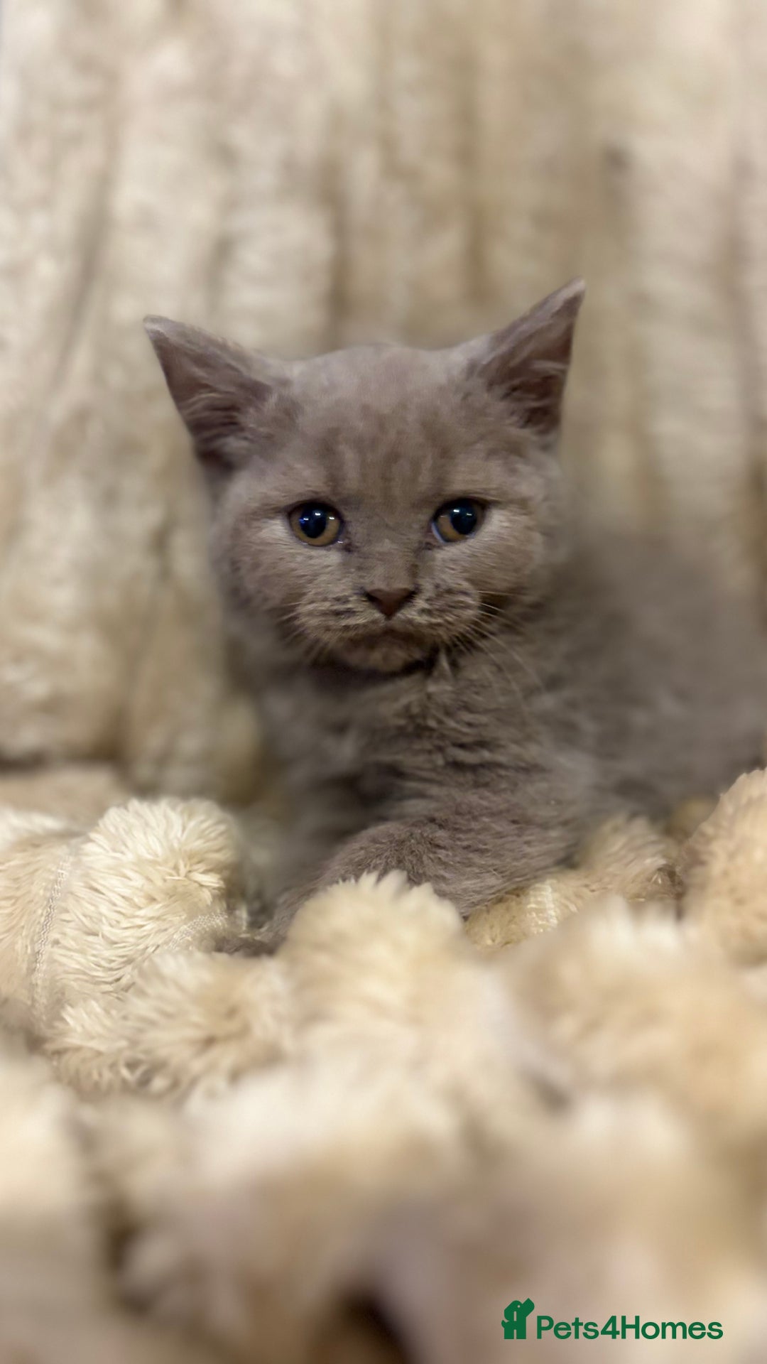 British Shorthair cats for sale: GCCF Registered 5 Generation British Shorthair - Image 6