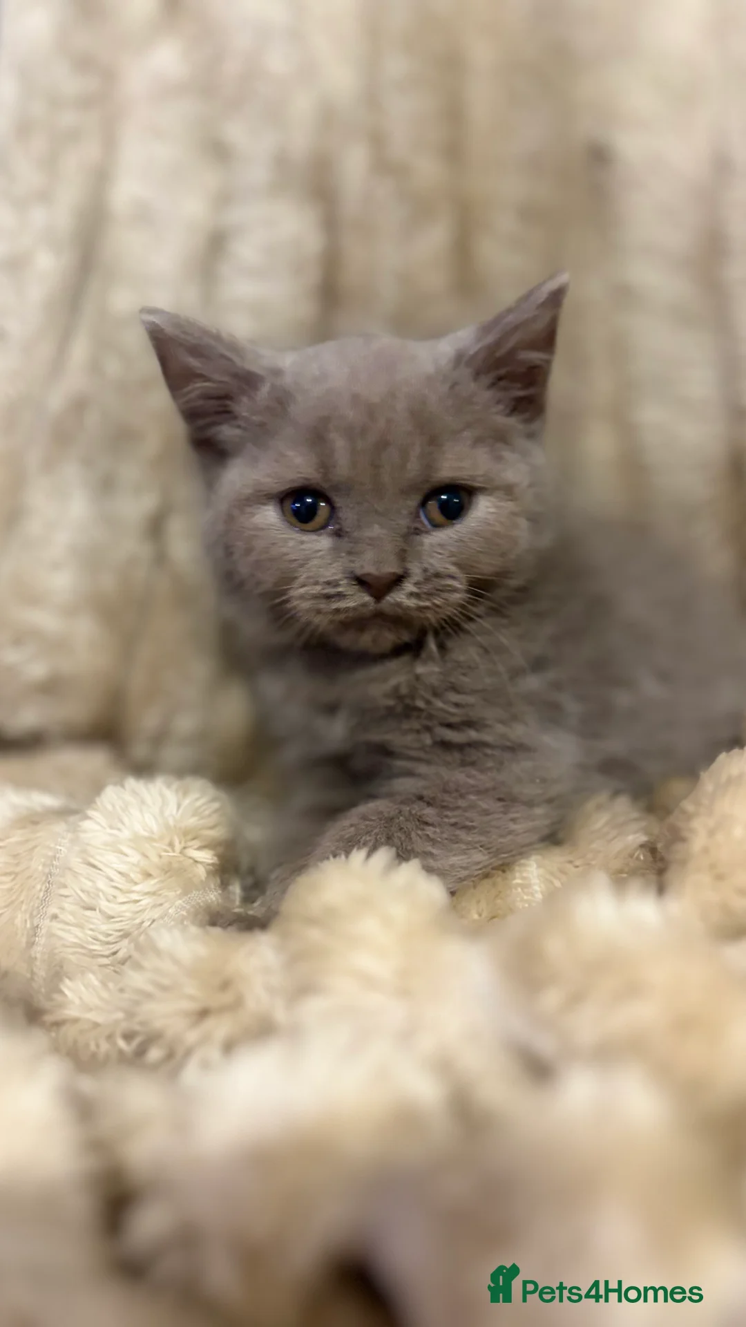 British Shorthair cats for sale: GCCF Registered 5 Generation British Shorthair - Advert 34