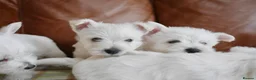 West Highland Terrier dogs for sale: Stunning West Highland Terrier Puppies - Advert 10