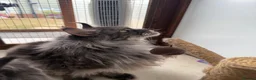 Maine Coon cats for sale: 2 MAINE COON BOYS - TO BE HOMED TOGETHER - Advert 6