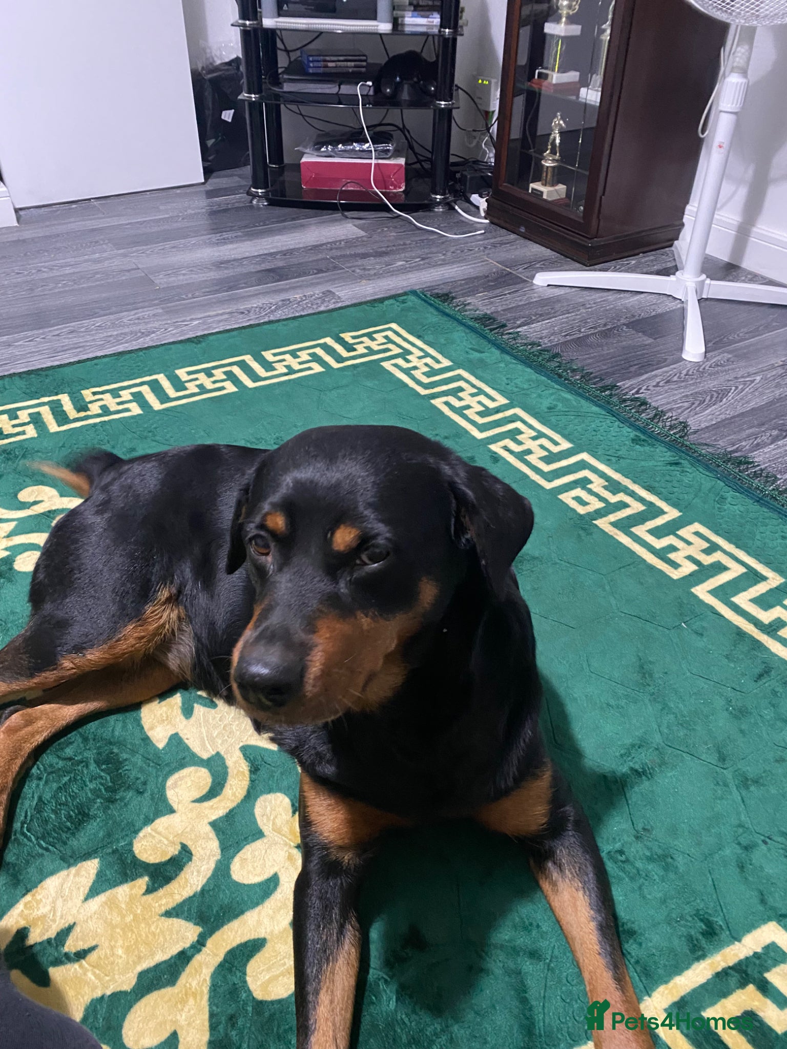 Rottweiler dogs for sale: Rottweiler puppies  - Advert 1