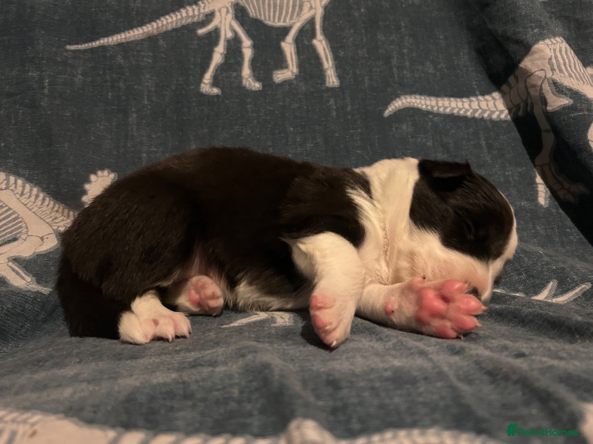 Border Collie dogs for sale: 1 health tested boy left - Advert 24