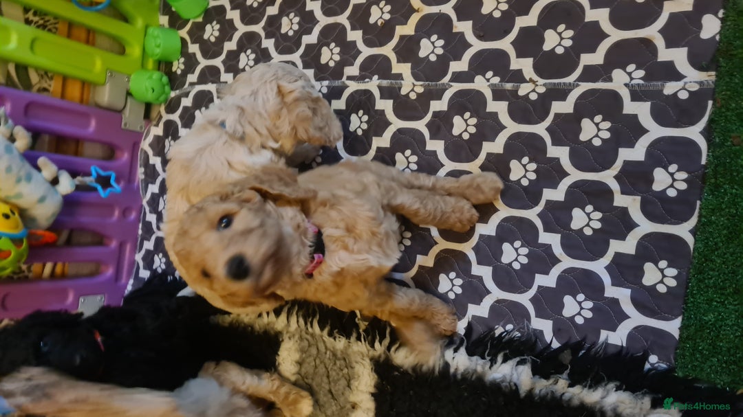 Standard Poodle dogs for sale: Beautiful standard poodle puppies - Advert 14