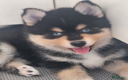 Pomsky dogs for sale: Heavenly Pomskies Puppies  - Image 26