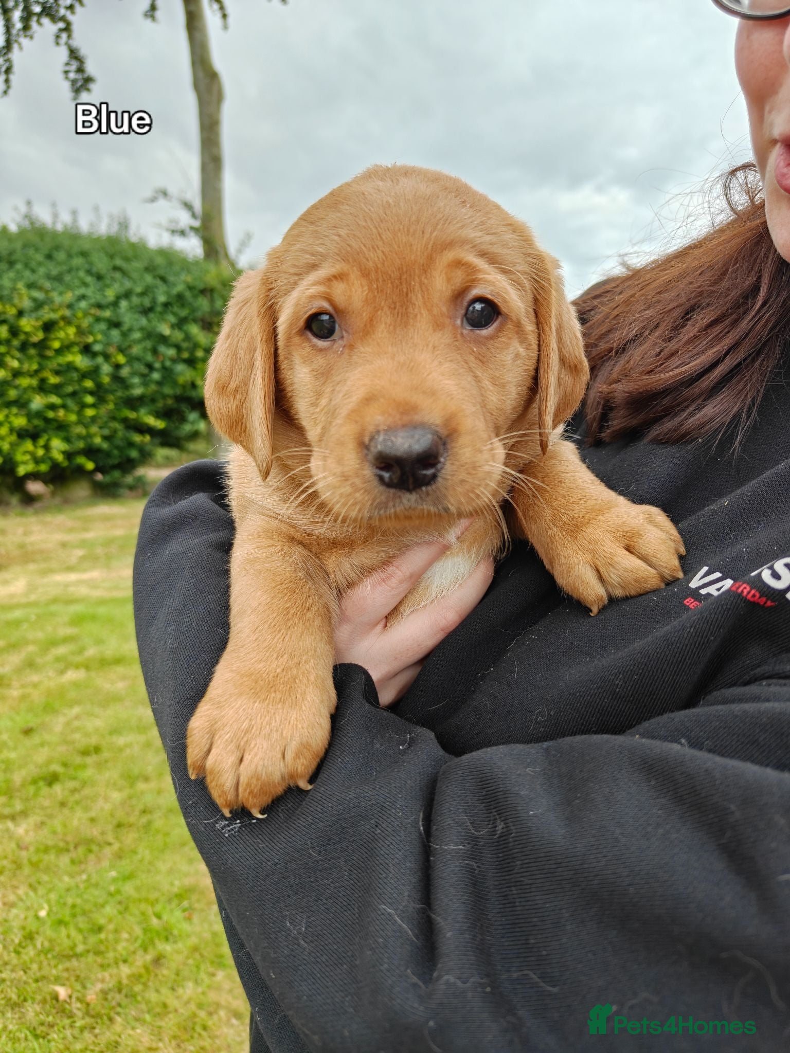 Labrador Retriever dogs Labrador Puppies  - Advert 8