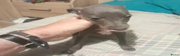 Mixed Breed dogs for sale: Whiggies. Whippet x Italuan greyhound - Advert 9