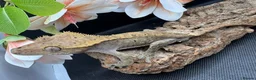 Gecko reptiles for sale: Crested gecko for sale  - Advert 5