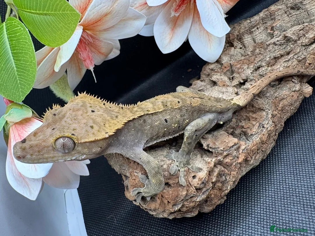 Gecko reptiles for sale: Crested gecko for sale  - Advert 5